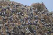 040 110505 Ballestas-Ica