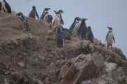 042 110505 Ballestas-Ica
