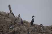 043 110505 Ballestas-Ica