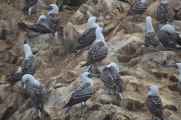 044 110505 Ballestas-Ica