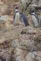 045 110505 Ballestas-Ica