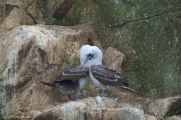 048 110505 Ballestas-Ica