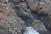050 110505 Ballestas-Ica