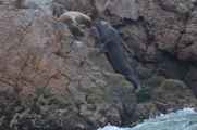 051 110505 Ballestas-Ica
