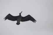 055 110505 Ballestas-Ica
