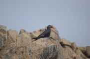 056 110505 Ballestas-Ica