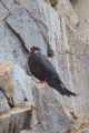 057 110505 Ballestas-Ica