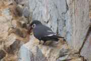 058 110505 Ballestas-Ica