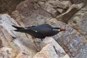 059 110505 Ballestas-Ica