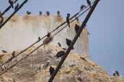 064 110505 Ballestas-Ica