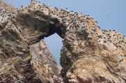 065 110505 Ballestas-Ica