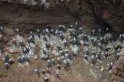 067 110505 Ballestas-Ica