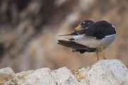068 110505 Ballestas-Ica