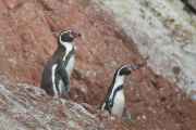 071 110505 Ballestas-Ica