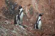 072 110505 Ballestas-Ica