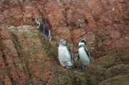073 110505 Ballestas-Ica