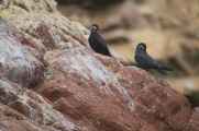 074 110505 Ballestas-Ica