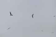 078 110505 Ballestas-Ica