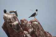 084 110505 Ballestas-Ica