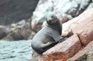 086 110505 Ballestas-Ica