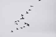 088 110505 Ballestas-Ica