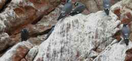 089 110505 Ballestas-Ica