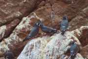 090 110505 Ballestas-Ica