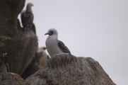 091 110505 Ballestas-Ica