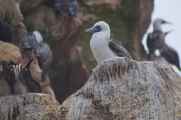092 110505 Ballestas-Ica