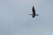 097 110505 Ballestas-Ica