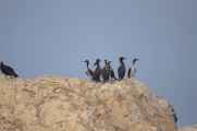 109 110505 Ballestas-Ica