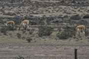 011 110510 Arequipa-Chivay