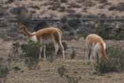 014 110510 Arequipa-Chivay