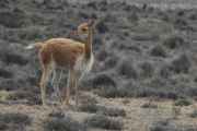 019 110510 Arequipa-Chivay