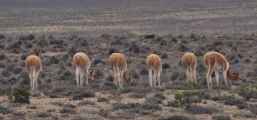 020 110510 Arequipa-Chivay