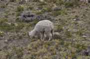 028 110510 Arequipa-Chivay