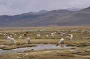 037 110510 Arequipa-Chivay