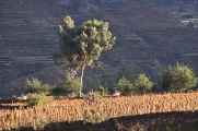013 110511 Colca Canyon