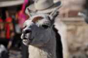 038 110511 Colca Canyon