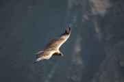 049 110511 Colca Canyon