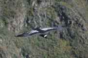 050 110511 Colca Canyon