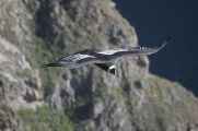 052 110511 Colca Canyon