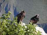 054 110511 Colca Canyon