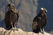 055 110511 Colca Canyon