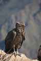 057 110511 Colca Canyon