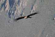 059 110511 Colca Canyon