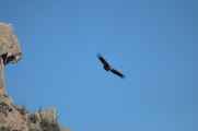 060 110511 Colca Canyon