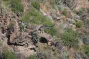 063 110511 Colca Canyon