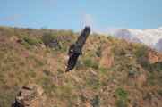 065 110511 Colca Canyon