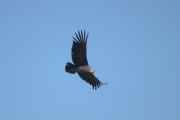 066 110511 Colca Canyon